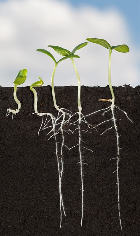Plant growth regulator