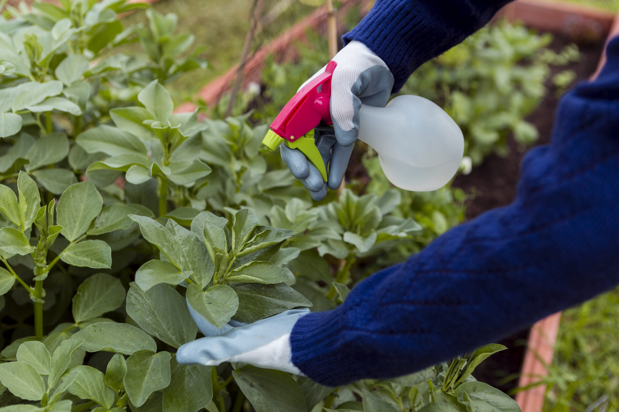 insecticide